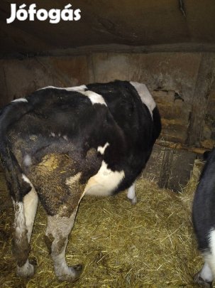 4db szarvasmarha eladó 