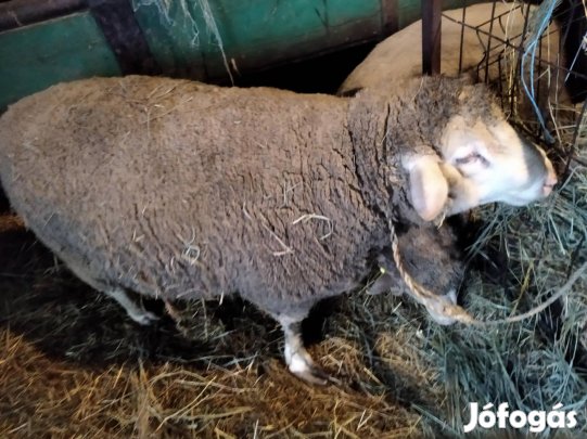 4éves merinó kos eladó
