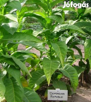 50+ db. Dominican Republic Olor Dohánymag Különlegesség (5337)