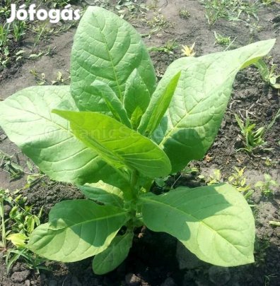 50+ db. Florida Sumatra Dohánymag Különlegesség (5340)