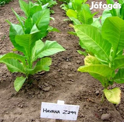 50+ db. Havana Z299 Dohánymag Különlegesség (4677)