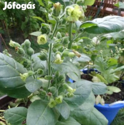 50+ db. Indian Black Dohánymag Különlegesség (4678)