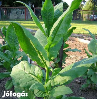 50+ db. Izmir Libanon Dohánymag Különlegesség (4680)