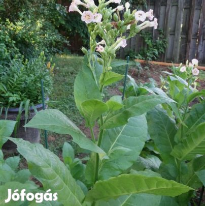 50+ db. LOUISIANA PERIQUE Dohánymag Különlegesség (6134)