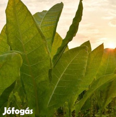 50+ db. Latakia Dohánymag Különlegesség (4625)