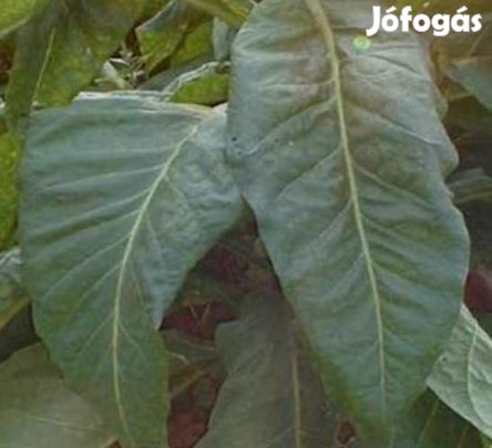 50+ db. Long Red Dohánymag  (4559)