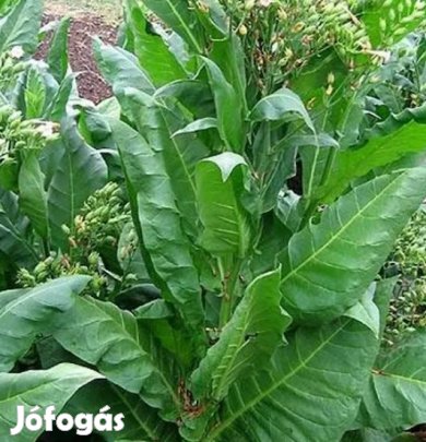 50+ db. Pergeu Brasil Dohánymag Különlegesség (6133)