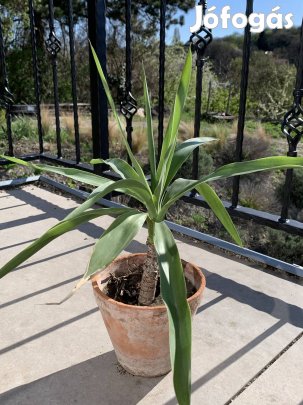 50 cm törzses Yukka Yucca