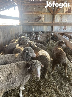 50 db anyabirka és Vágobirka eladó 