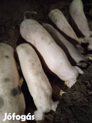 50 kilós süldők eladók!