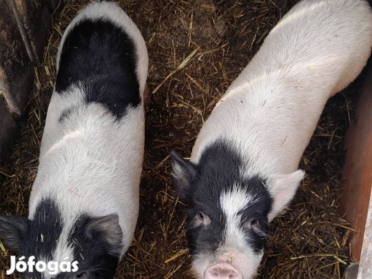 50ezer vagy bármire csere vietnámi keverék fiuk