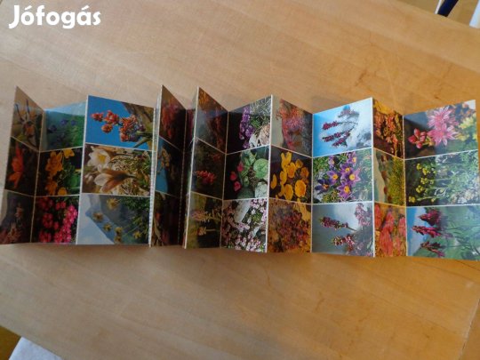 56 alpesi növény fotója latin névvel