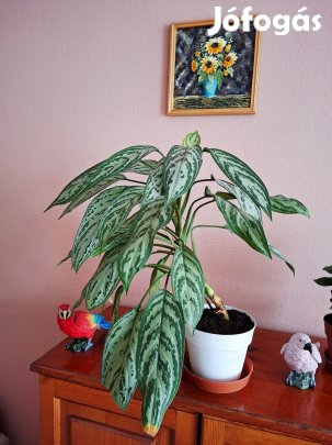 58 cm magas, új földbe átültetve szobanövény 3 000 Ft-ért eladó