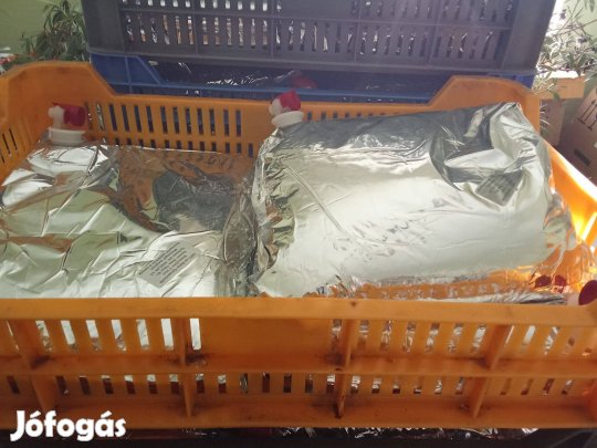 5 Literes almalé Nyíregyházán eladó