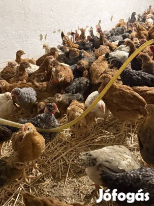5  hetes csirkék