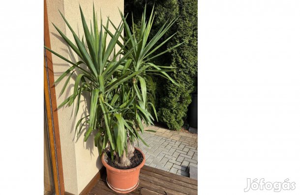 5 ágú 1.80 magas yukka