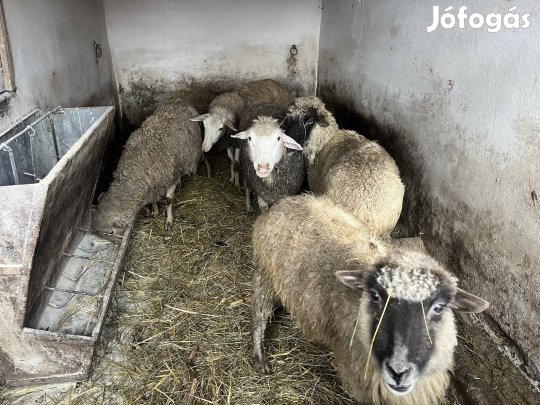 5 darab anyabirka 1 bárány eladó