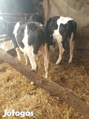 5 db 4 hónapos bika eladó.  