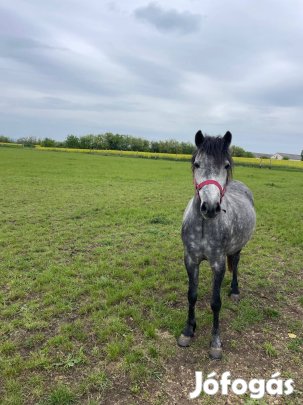 5 éves kanca póni