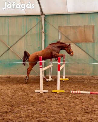 5 éves kisbéri félvér herélt 