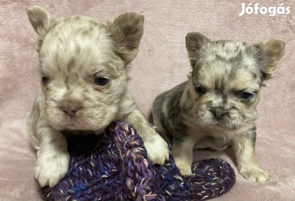 5 hetes Francia bulldog merle tan kiskutyák. Fajta jellegűek!