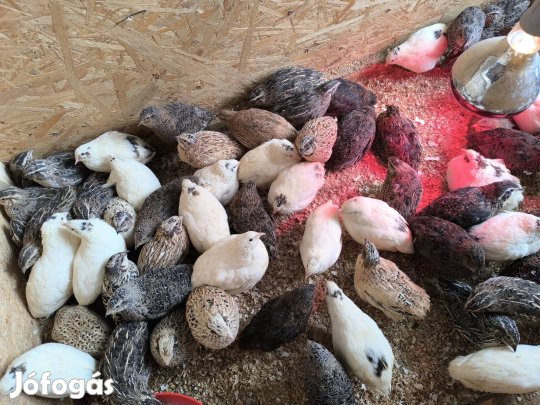 5 hetes fürjek tovább repülnének!