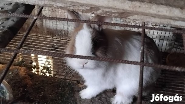 5 hónapos Törpenyúl bakk eladó.