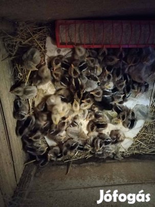 5 napos Ezüst ,és Gyöngyszürke Itáliai csibe eladó