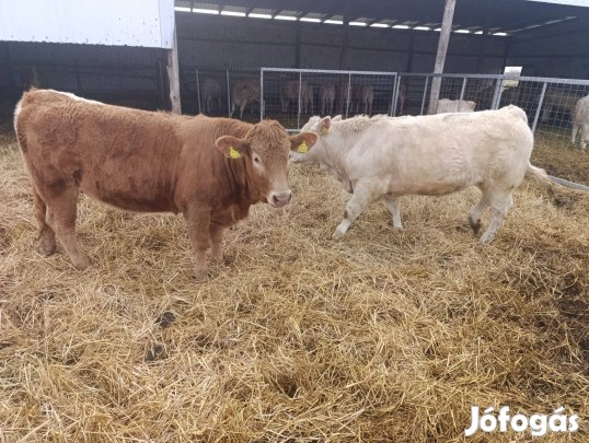 5db növendék charolais és charolais keresztezett üsző eladó