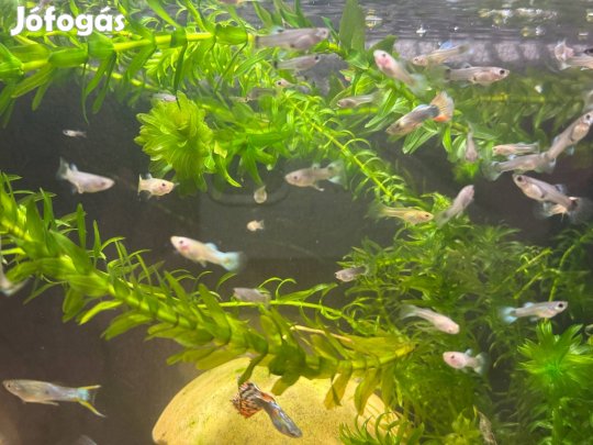 5db random guppi 2000ft