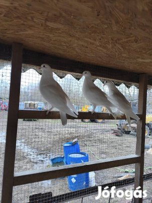 5db tolaslábu fehér dísz posták csere érdekel.