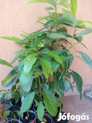 60-70cm magas avokádó cserépbe