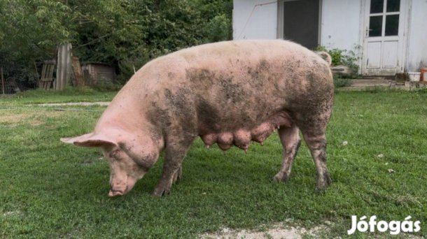 650 Ft/Kg Oltott Sertés 4 Koca 1 Kan 1 Hízó Szuper Minőség