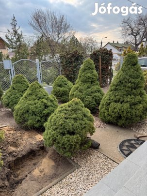 6 db cukorsüveg fenyő és 2 db kúszó boróka eladó