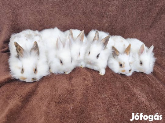 6 db törpenyúl, nyúl, nyuszi eladó Jászfényszaruról