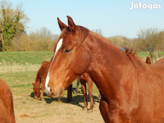6 éves kisbéri félvér herélt (ló)