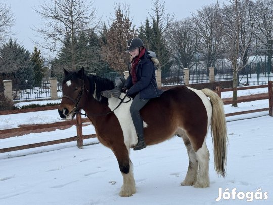 6 éves tarka herélt