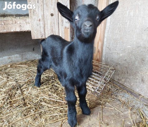 6 hetes alpesi-núbiai mix fekete bak gida eladó