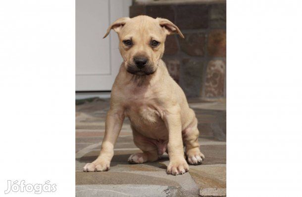 6 hetes amerikai pitbull terrier kiskutyák