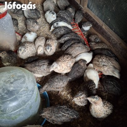 6.hetesek tojó fürjek. 