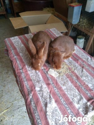 6 hónapos burgundi nyulak