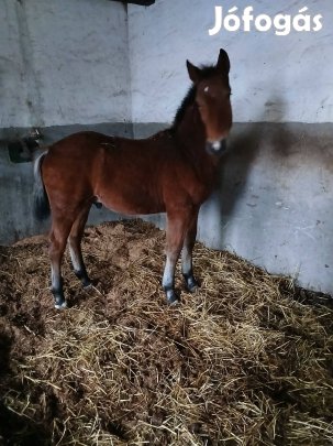 6 hónapos csődör csikó