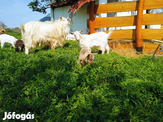 6 hónapos gödölye kecske "gida"