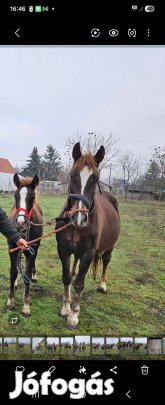 6 hónapos kanca csikó