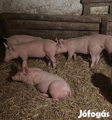 6db 25 kg-os malac eladó