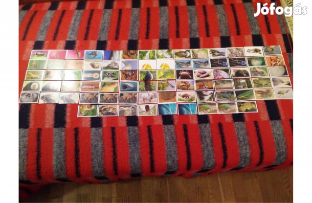 78 db SPAR Állati Rekordok 1 album matrica egyben