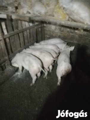 7 db 12 hetes malac eladó