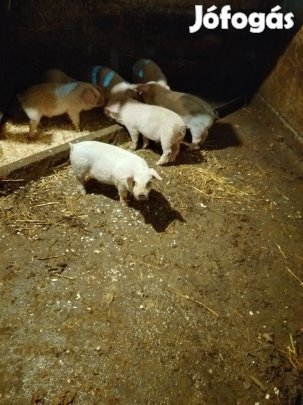 7 db 8 hetes választási malac eladó