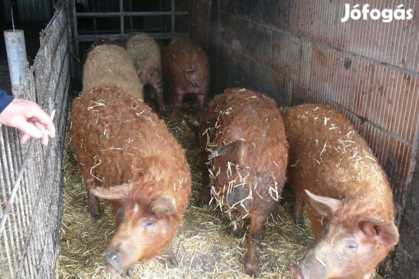7 db,Mangalica sűldők eladok