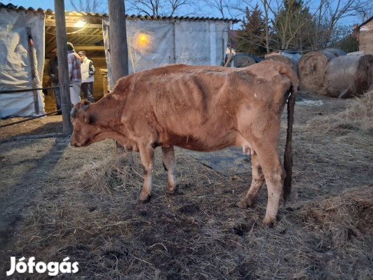 7 éves limuzin tehén eladó 